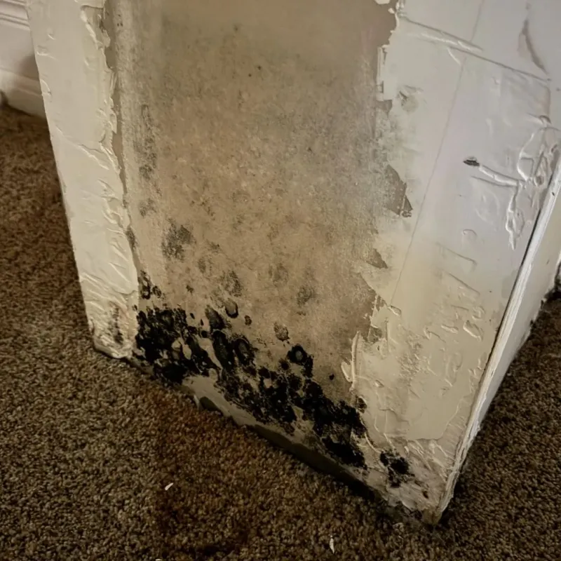 Professional Mold Removal in Washington County, OK